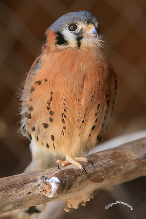 _DO_0111